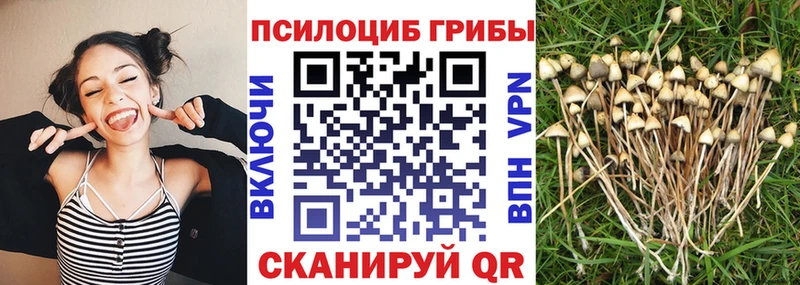 Галлюциногенные грибы Cubensis  где найти   Карачаевск 